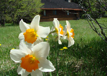 Flores